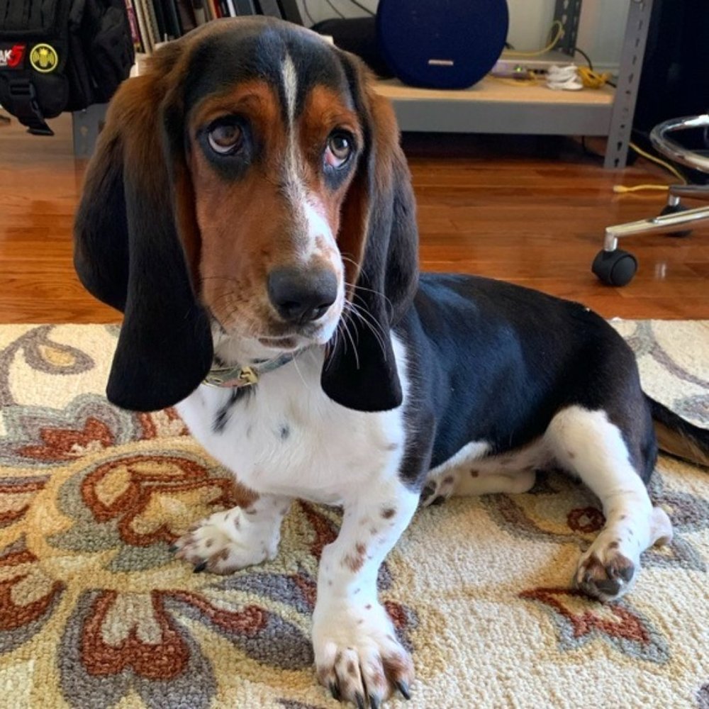 Meet your Posher, Maria